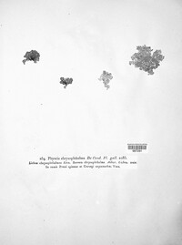 Niorma chrysophthalma image